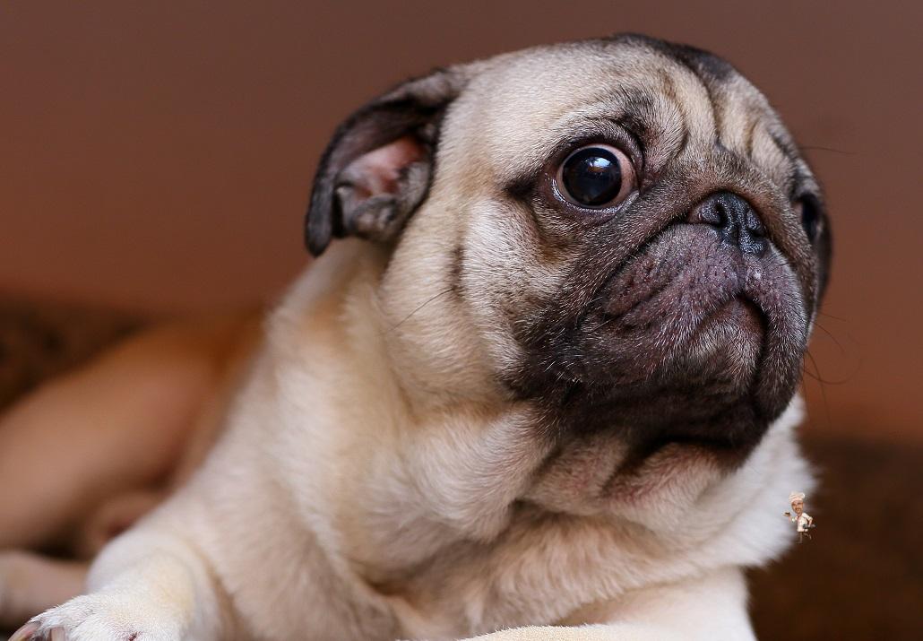 Pug Owners need a Happy Pug | Fashionable Foodz