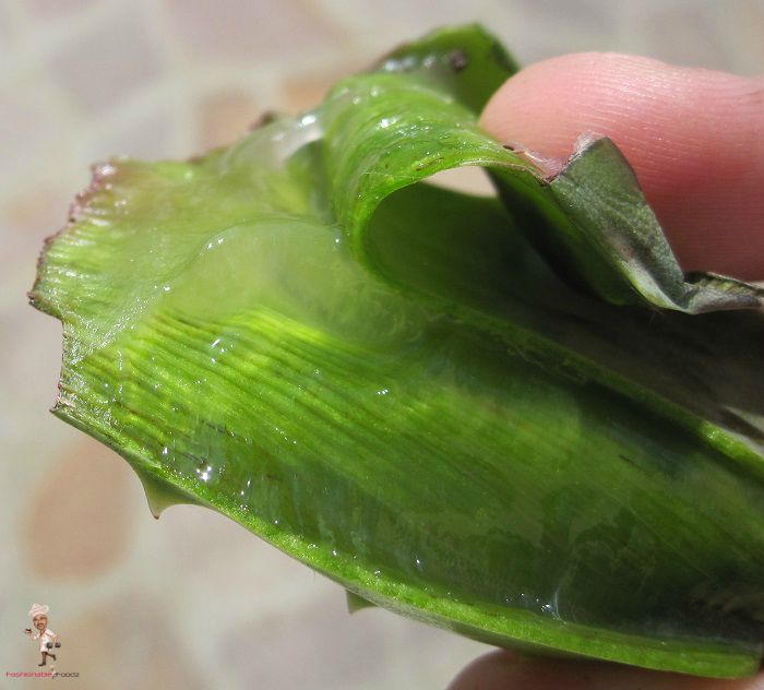 Benefits of Aloe Vera Juice