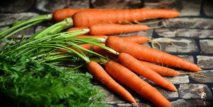 Carrots for Dogs