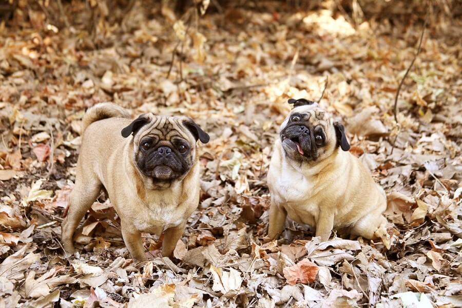 Coconut Oil for Pet Health