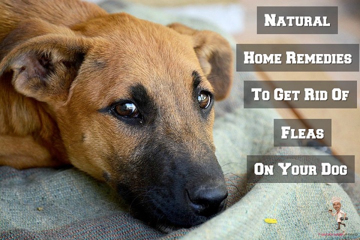 Home Remedies to Get Rid of Fleas on your Dog