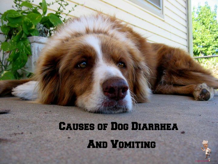 Causes of Dog Diarrhea