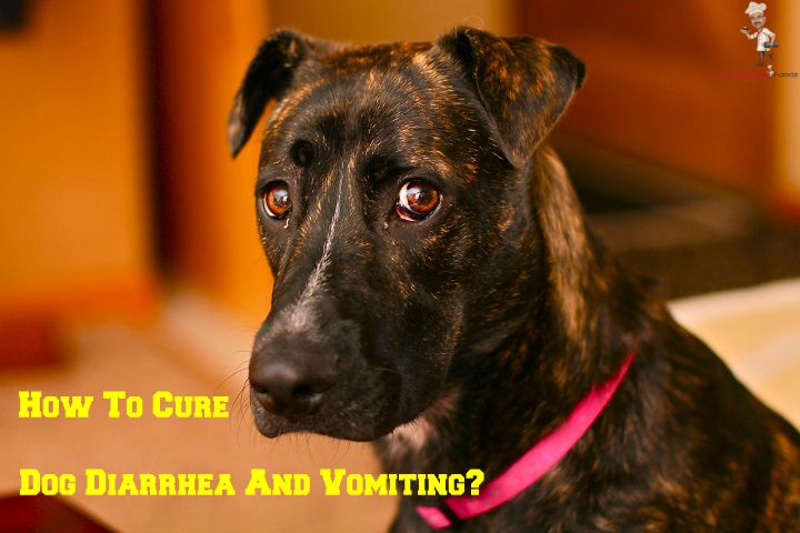 Cure Dog Diarrhea and Vomiting