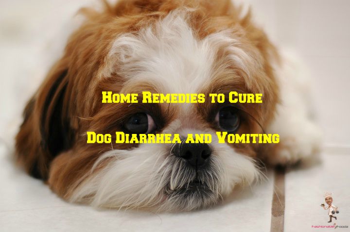 Home Remedies to Cure Dog Diarrhea