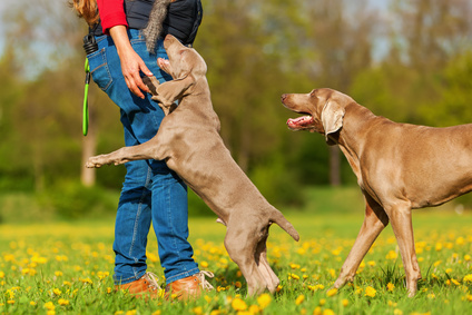 Understanding basic Dog behaviour