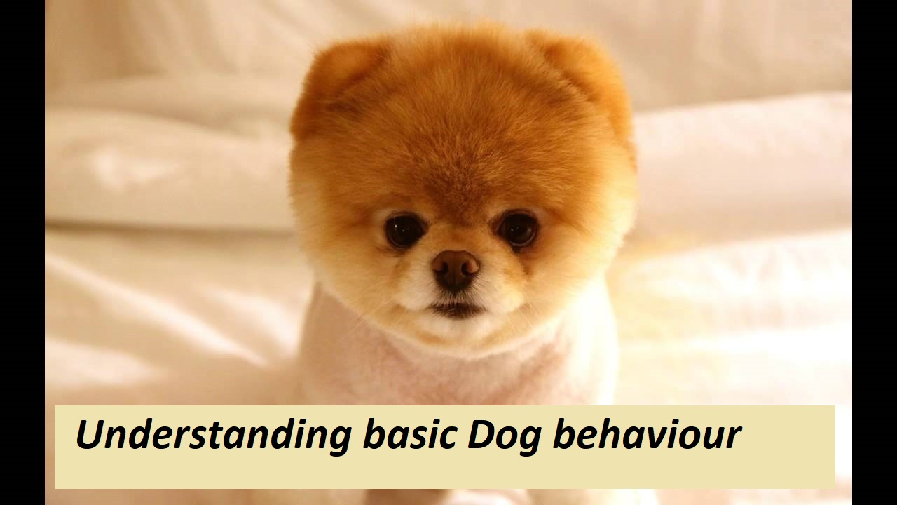Understanding basic Dog behaviour