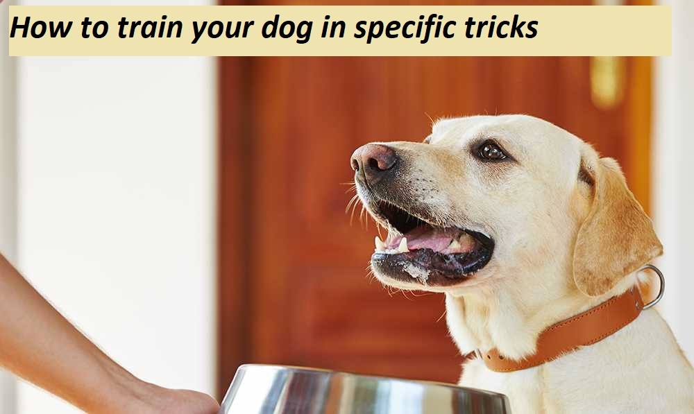 How to train your dog in specific tricks