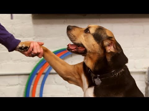 How to train your dog in specific tricks