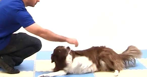 How to train your dog in specific tricks