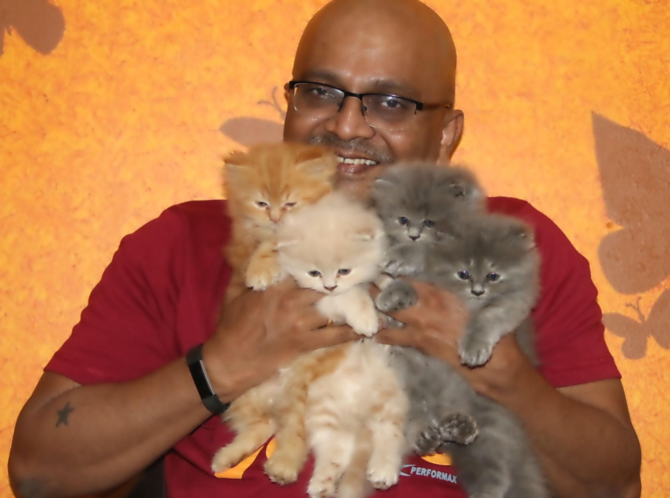 Persian Cats: Complete Pet Breed Information for Indians