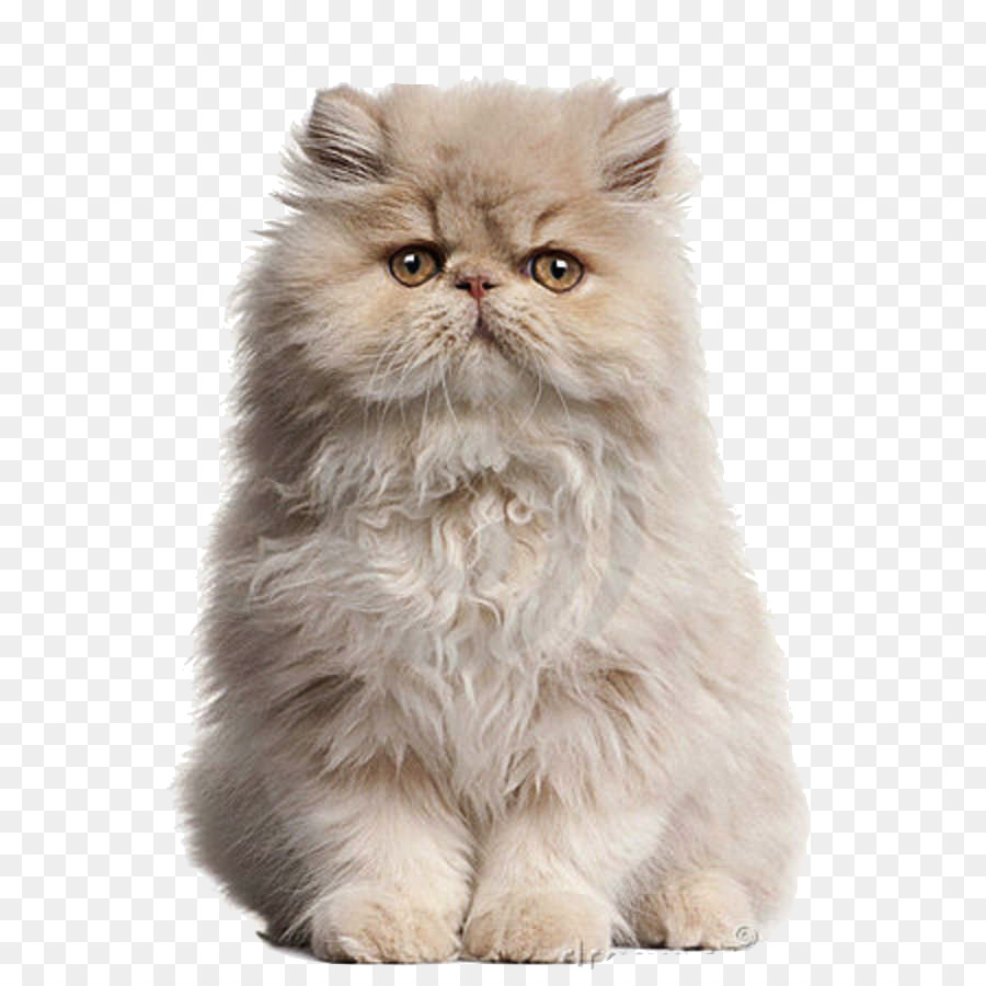 Persian Cats: Complete Pet Breed Information for Indians