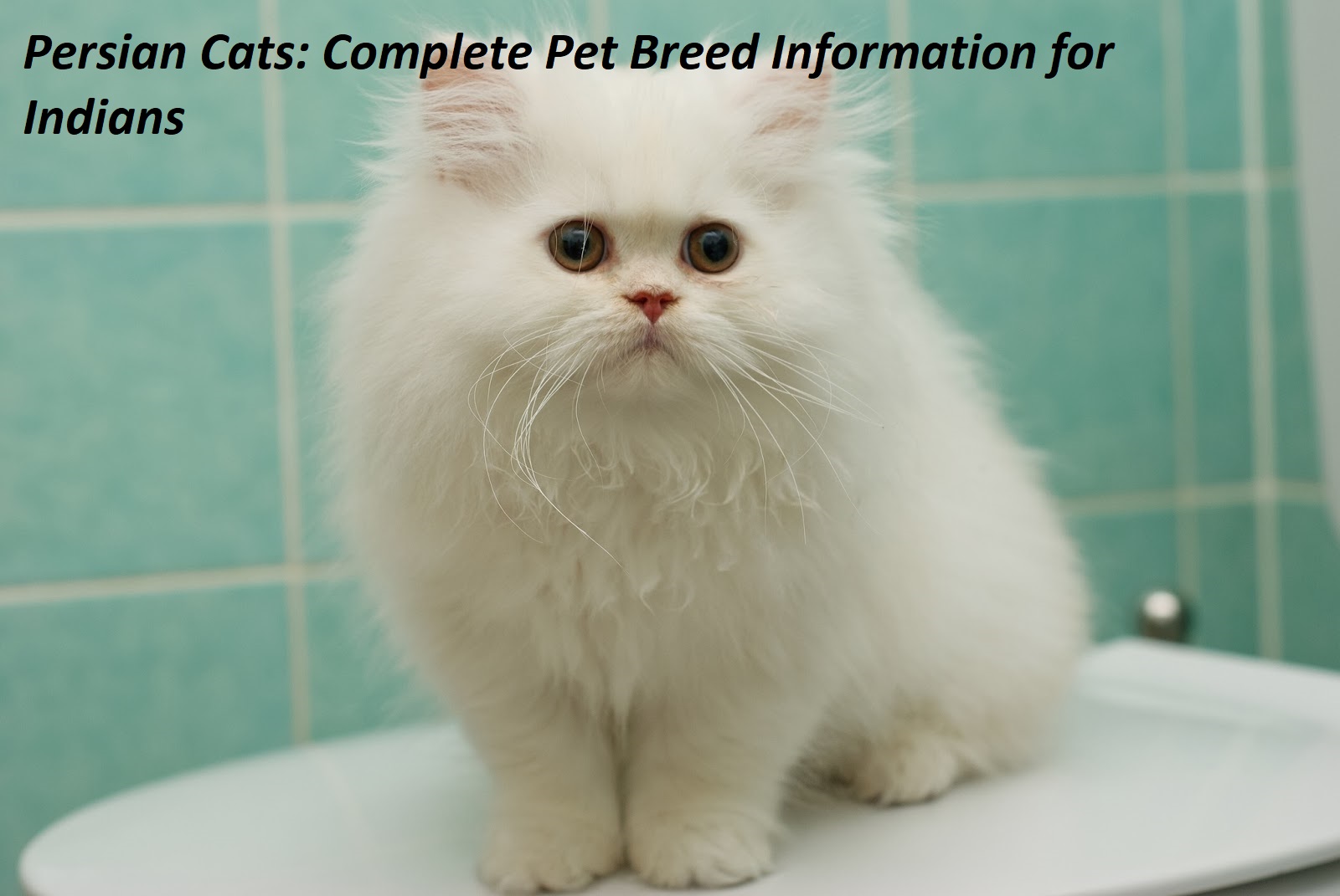 Persian Cats: Complete Pet Breed Information for Indians