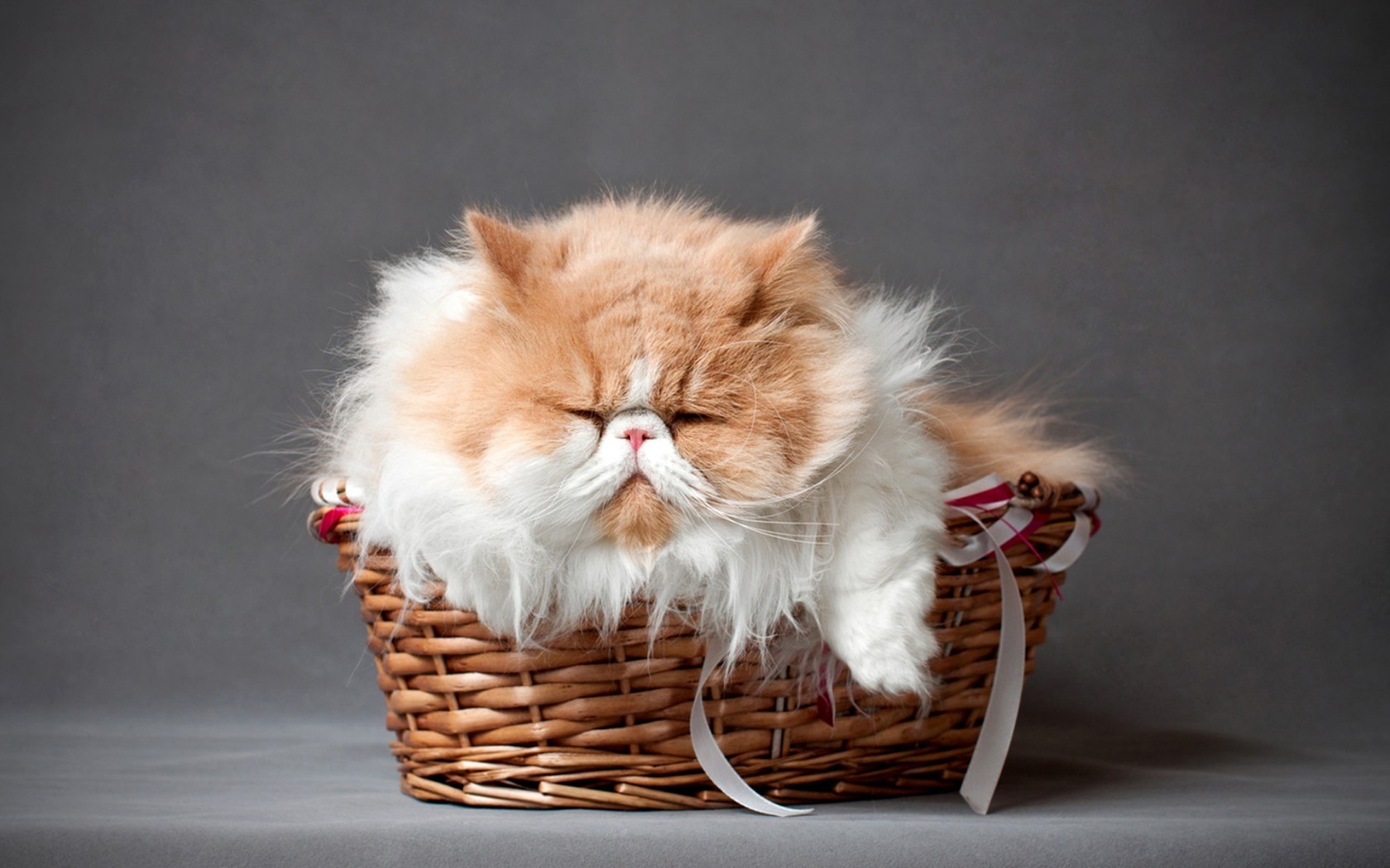 Persian Cats: Complete Pet Breed Information for Indians