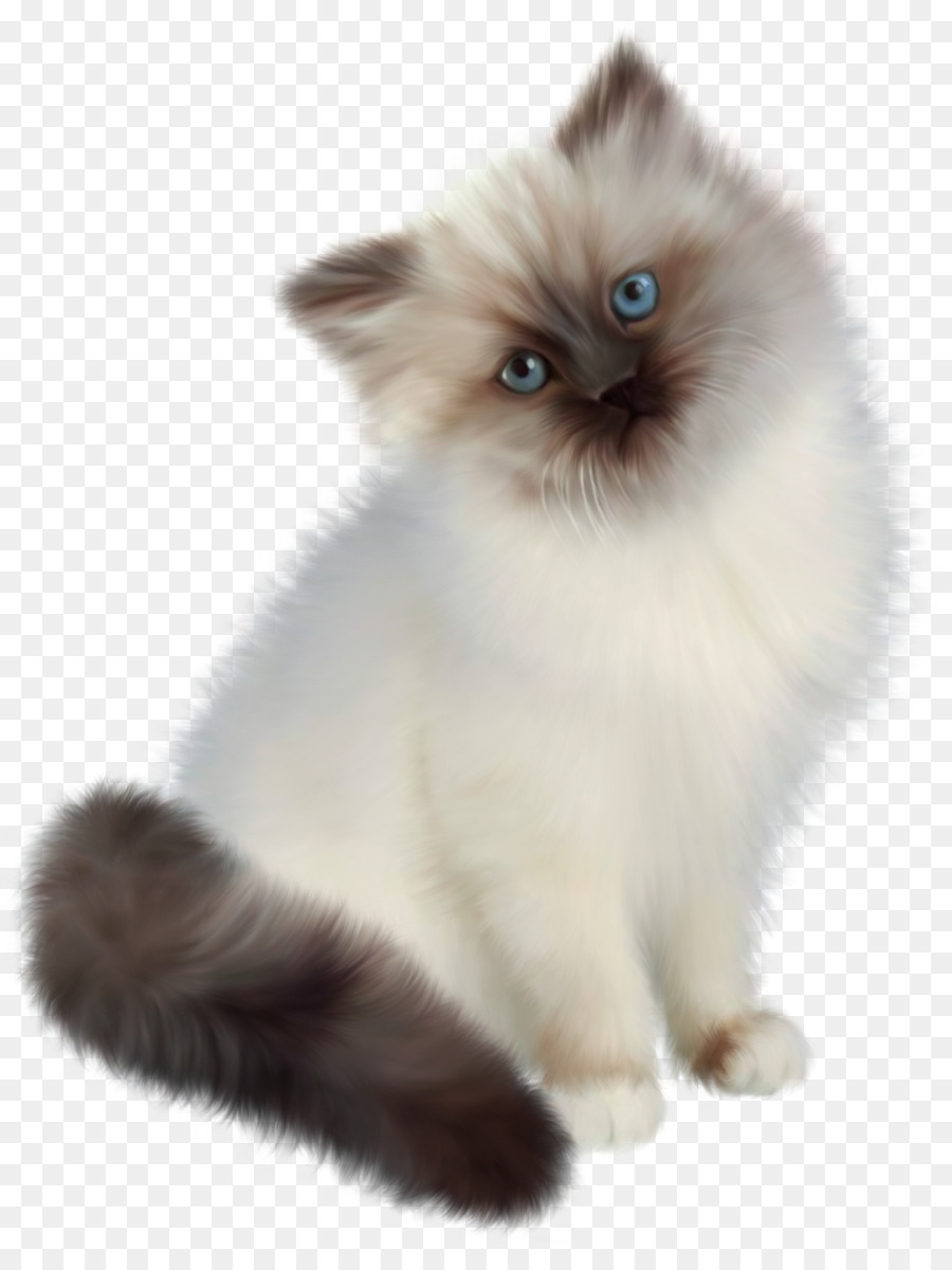 Persian Cats: Complete Pet Breed Information for Indians