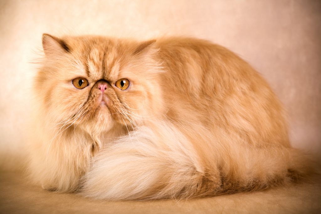 Persian Cats: Complete Pet Breed Information for Indians