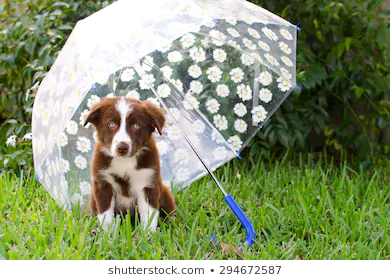 Under the umbrella