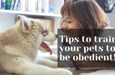 Train your pets