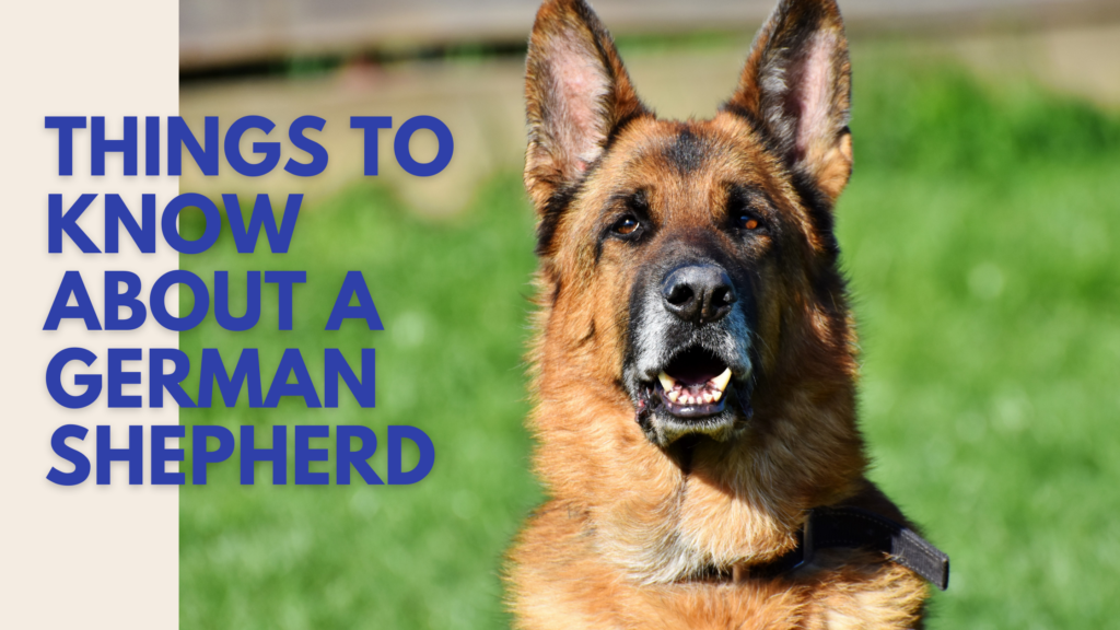 Things to know about a German Shepherd. | Fashionable Foodz