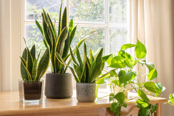 Plants and Air quality