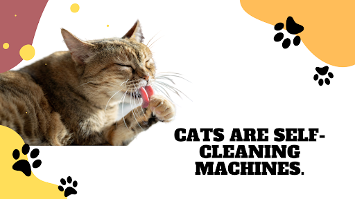 Cat Cleaning machines