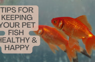 Pet Fish