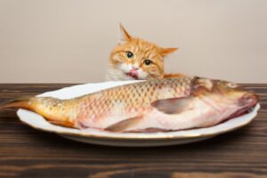 Human Foods safe for cats