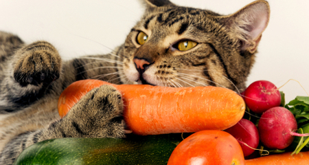 Human Foods safe for cats