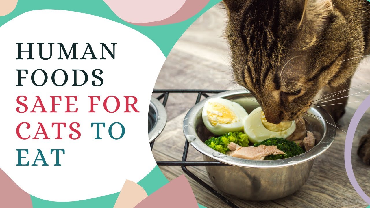 5 best Human foods safe for Cats | Fashionable Foodz