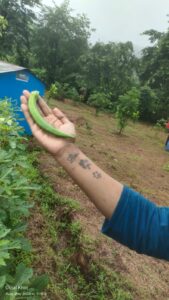 Indian Farming